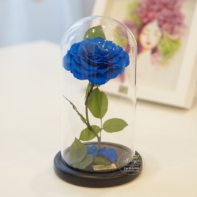 Hoa hồng xanh bất tử Furu
