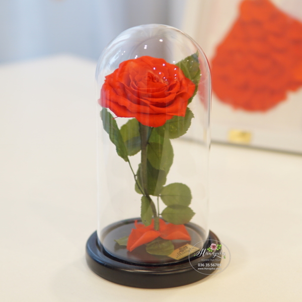 Hoa hồng bất tử Fuwa