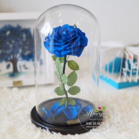 Hoa hồng xanh bất tử Sumo