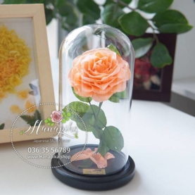 Hoa hồng bất tử màu cam Kasumi